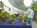 Scottish_Bonsai_Show_2012